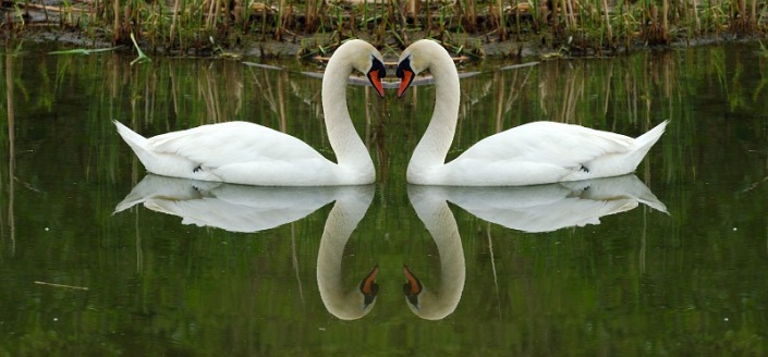 mirror-symmetry-definition-and-examples_1